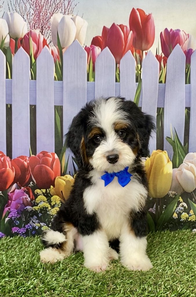 Photo of Mr. Lance the Mini-Bernedoodle puppy