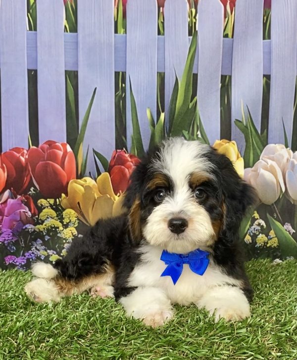 Photo of Mr. Lance the Mini-Bernedoodle puppy