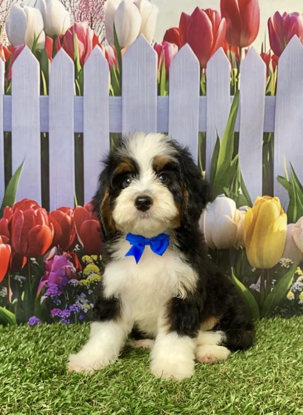 Photo of Mr. Lance the Mini-Bernedoodle puppy