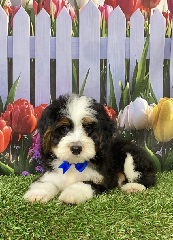 Photo of Mr. Lance the Mini-Bernedoodle puppy
