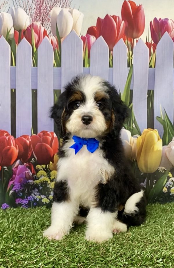 Photo of Mr. Lance the Mini-Bernedoodle puppy