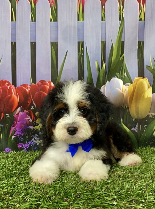 Photo of Mr. Lance the Mini-Bernedoodle puppy