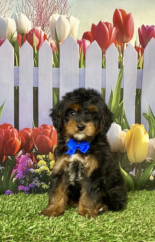 Mr. Lee the Mini-Bernedoodle puppy