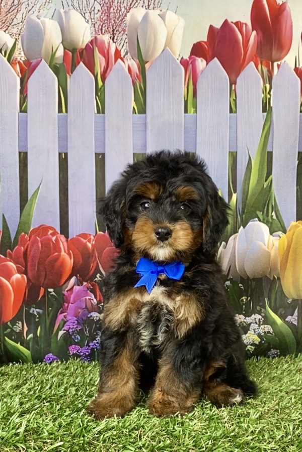 Photo of Mr. Lee the Mini-Bernedoodle puppy