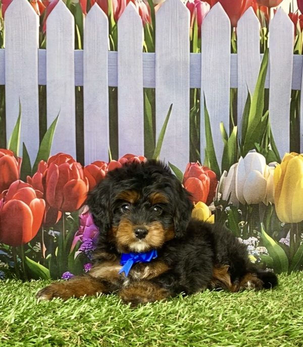 Photo of Mr. Lee the Mini-Bernedoodle puppy