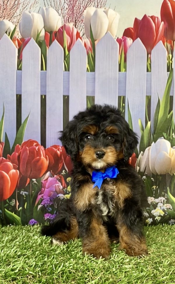 Photo of Mr. Lee the Mini-Bernedoodle puppy