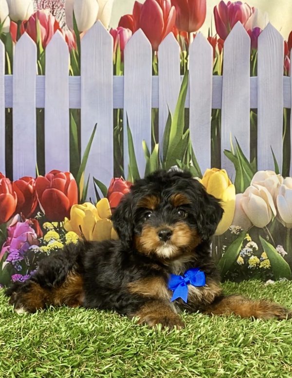 Photo of Mr. Lee the Mini-Bernedoodle puppy