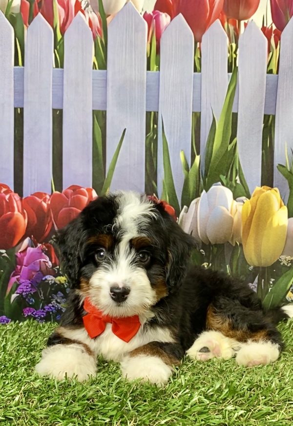 Mr. Les the Mini-Bernedoodle puppy