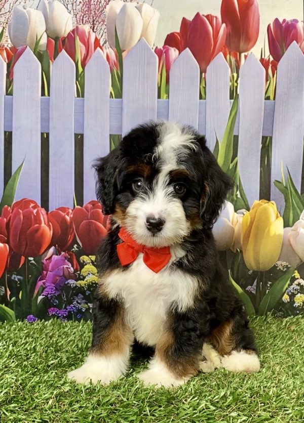 Photo of Mr. Les the Mini-Bernedoodle puppy