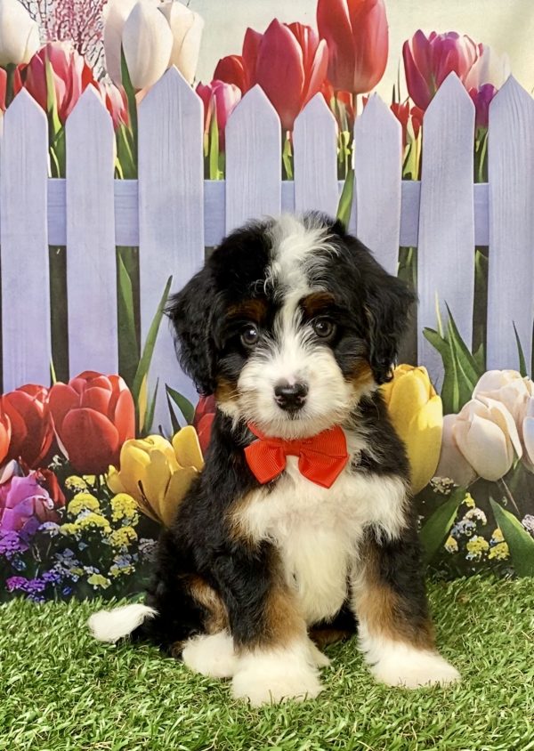 Photo of Mr. Les the Mini-Bernedoodle puppy