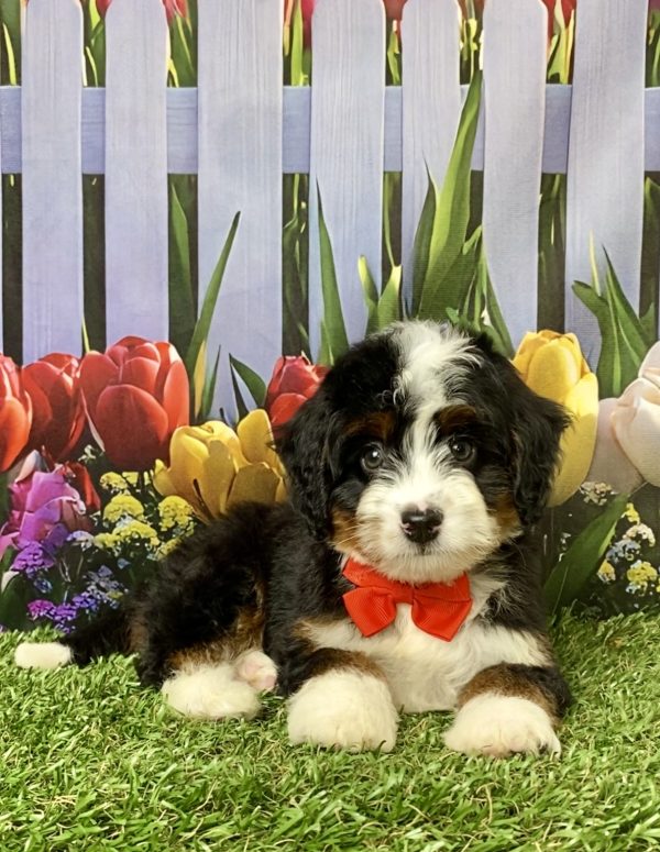 Photo of Mr. Les the Mini-Bernedoodle puppy