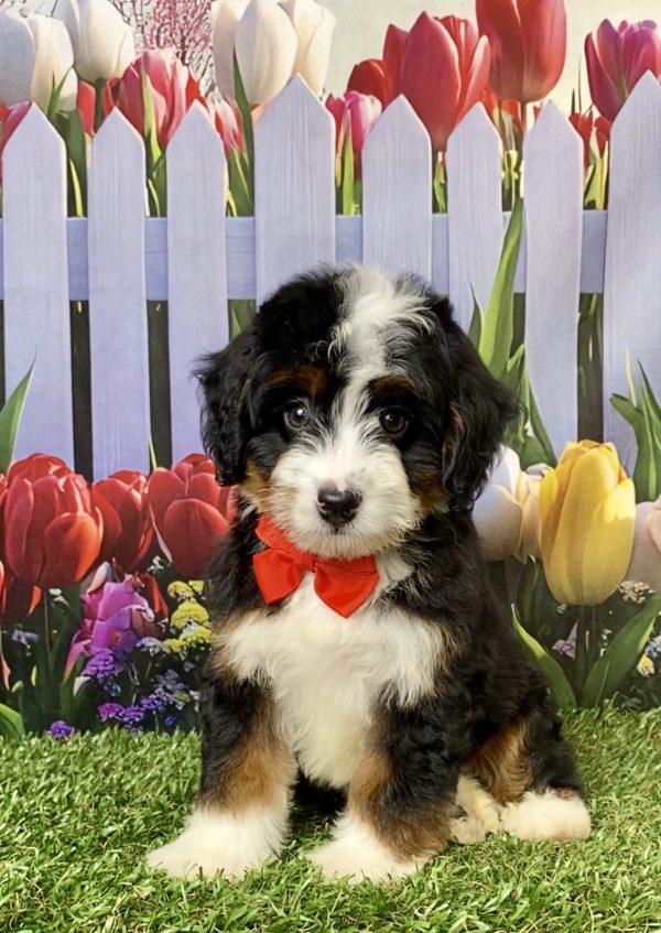 Photo of Mr. Les the Mini-Bernedoodle puppy