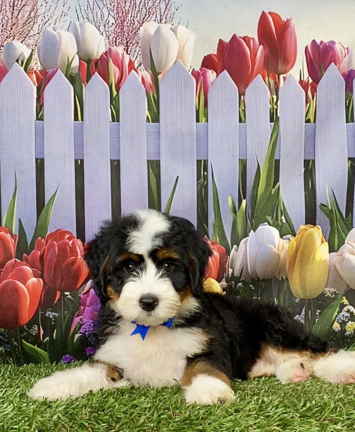 Photo of Mr. Lonnie the Mini-Bernedoodle puppy