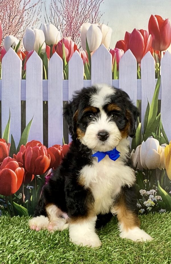 Photo of Mr. Lonnie the Mini-Bernedoodle puppy