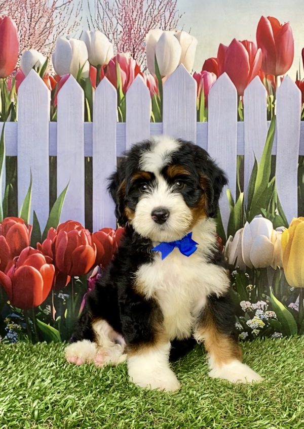 Photo of Mr. Lonnie the Mini-Bernedoodle puppy