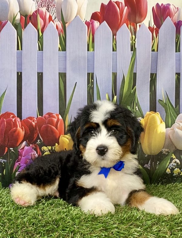 Photo of Mr. Lonnie the Mini-Bernedoodle puppy