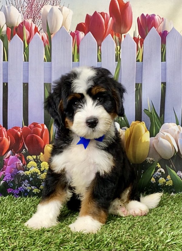 Mr. Lonnie the Mini-Bernedoodle puppy