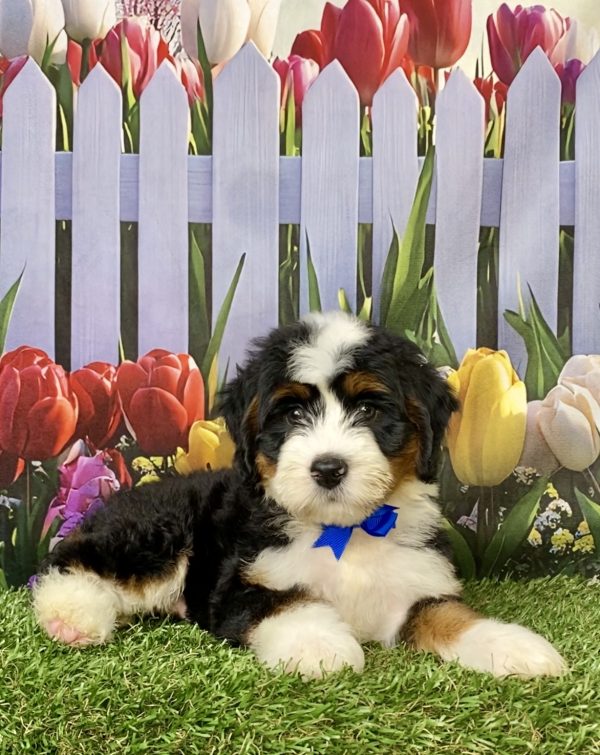 Photo of Mr. Lonnie the Mini-Bernedoodle puppy