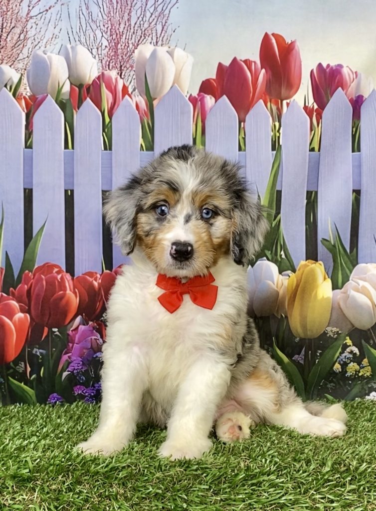 Photo of Mr. Max the Mini-Bernedoodle puppy