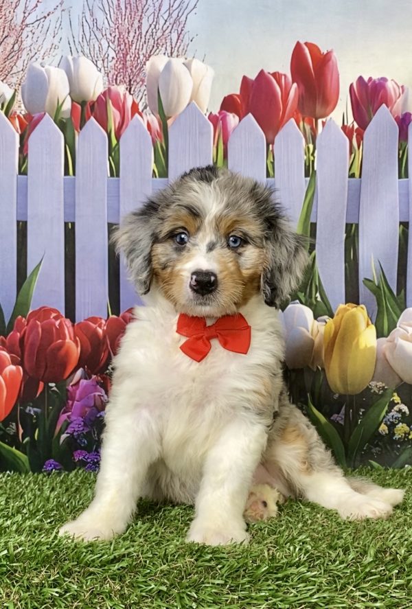 Photo of Mr. Max the Mini-Bernedoodle puppy