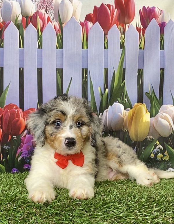 Photo of Mr. Max the Mini-Bernedoodle puppy