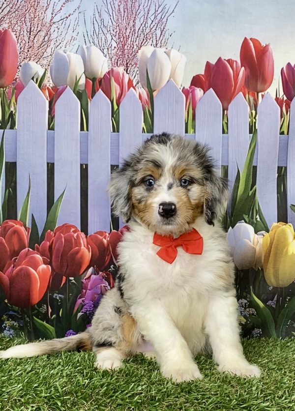 Photo of Mr. Max the Mini-Bernedoodle puppy