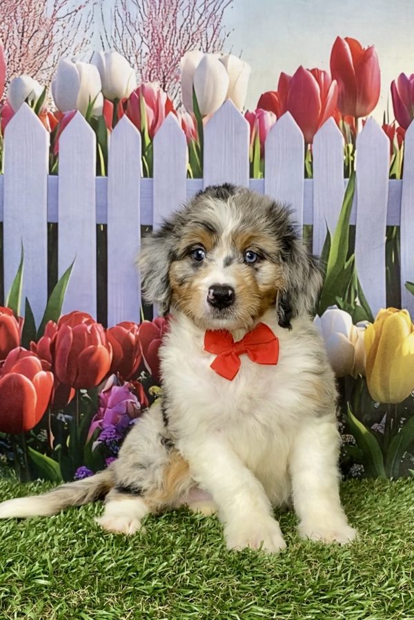 Photo of Mr. Max the Mini-Bernedoodle puppy