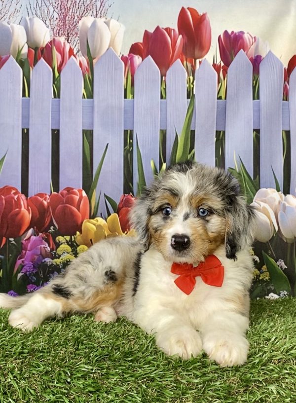 Photo of Mr. Max the Mini-Bernedoodle puppy