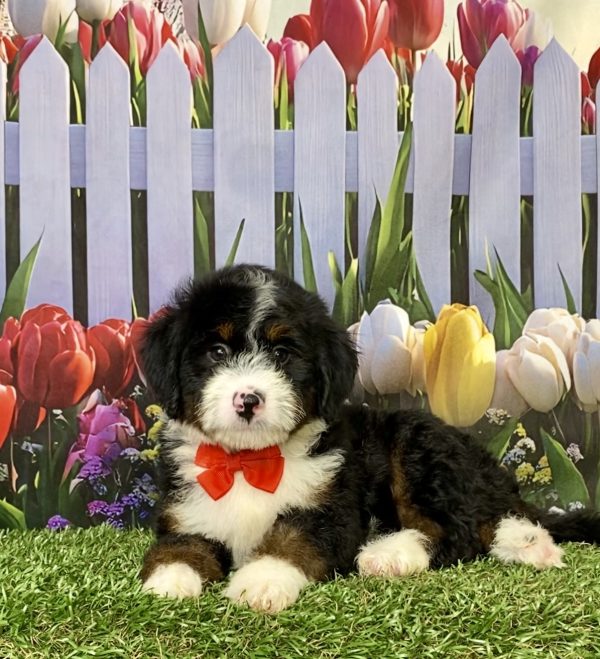 Mr. Mike the Mini-Bernedoodle puppy