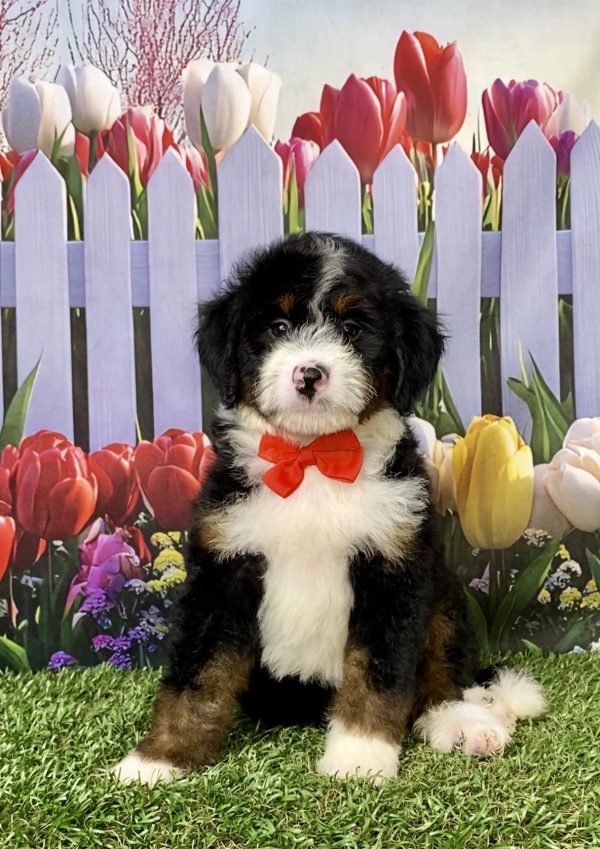 Photo of Mr. Mike the Mini-Bernedoodle puppy
