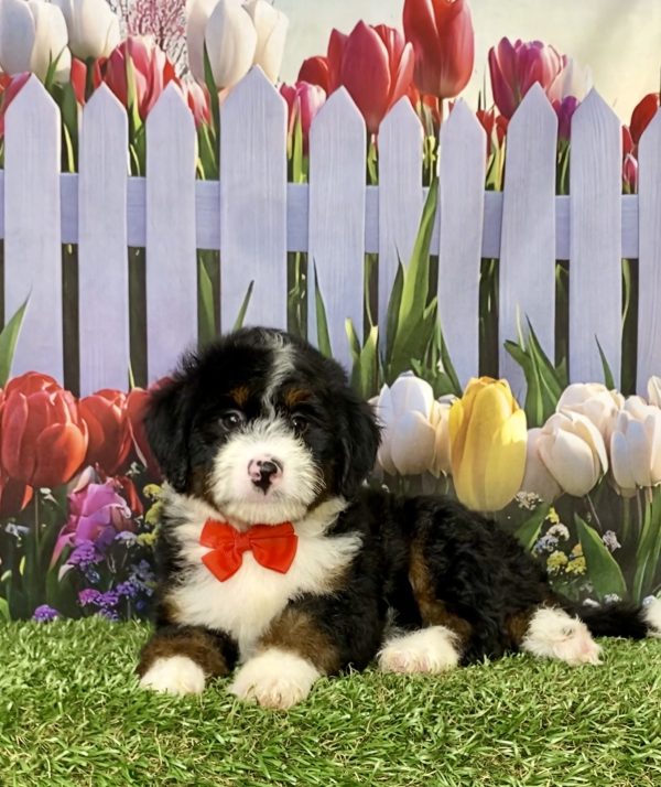 Photo of Mr. Mike the Mini-Bernedoodle puppy