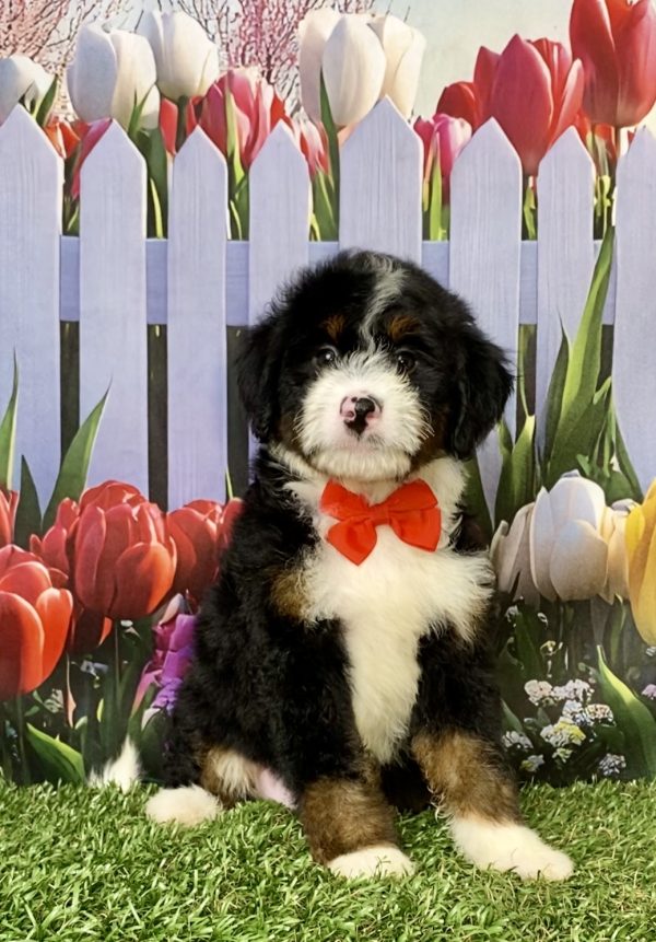 Photo of Mr. Mike the Mini-Bernedoodle puppy