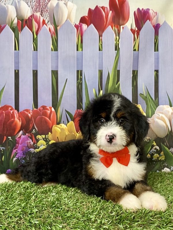Photo of Mr. Mike the Mini-Bernedoodle puppy