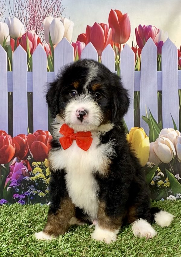 Photo of Mr. Mike the Mini-Bernedoodle puppy