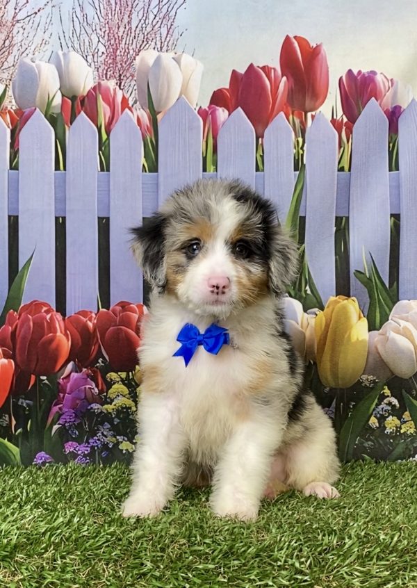 Mr. Minion the Mini-Bernedoodle puppy