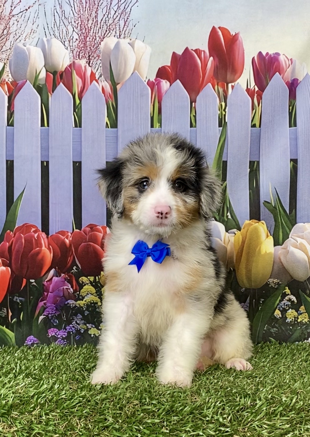 Photo of Mr. Minion the Mini-Bernedoodle puppy