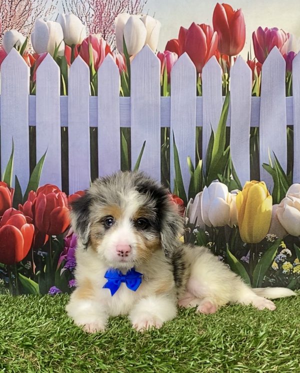 Photo of Mr. Minion the Mini-Bernedoodle puppy