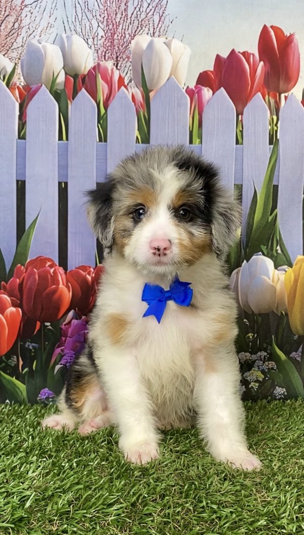 Photo of Mr. Minion the Mini-Bernedoodle puppy