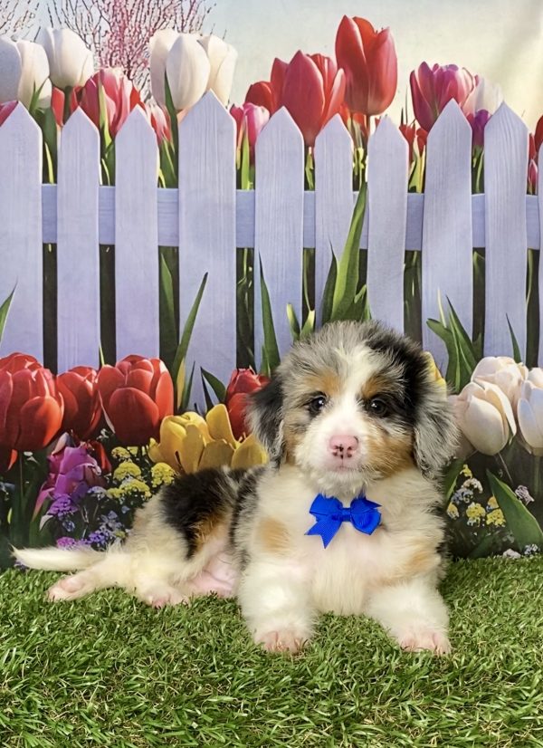 Photo of Mr. Minion the Mini-Bernedoodle puppy