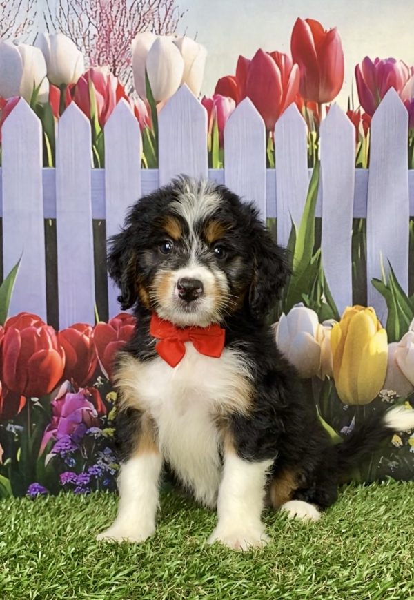 Mr. Myron the Mini-Bernedoodle puppy