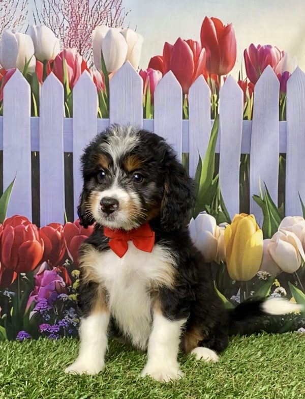 Photo of Mr. Myron the Mini-Bernedoodle puppy