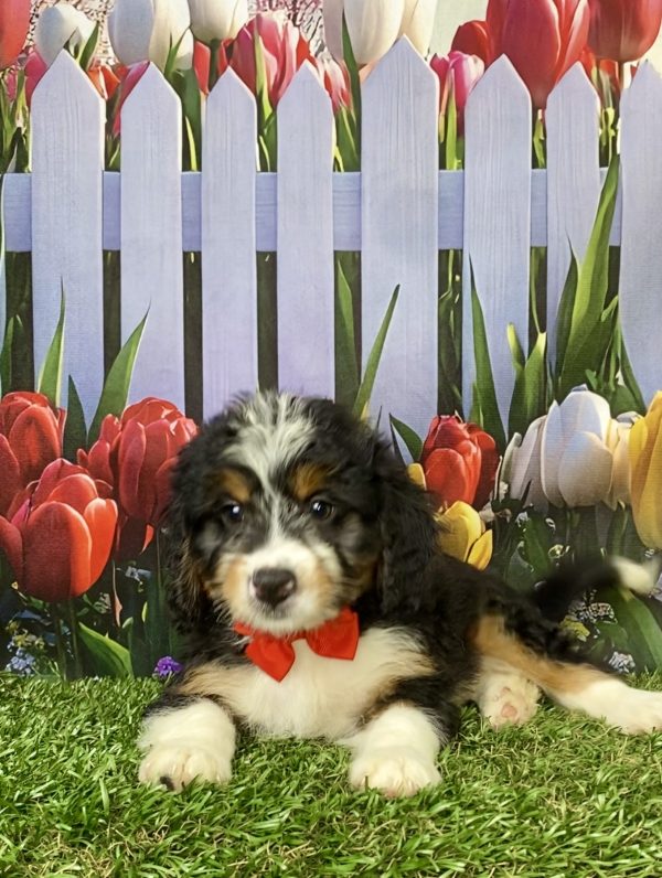 Photo of Mr. Myron the Mini-Bernedoodle puppy
