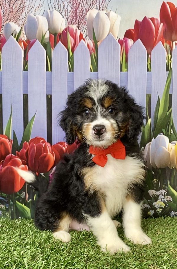 Photo of Mr. Myron the Mini-Bernedoodle puppy