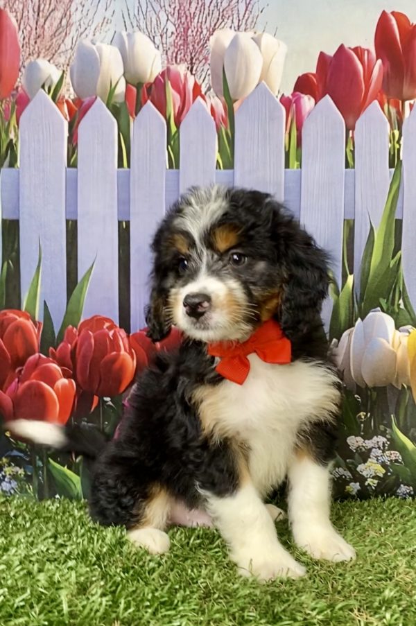 Photo of Mr. Myron the Mini-Bernedoodle puppy