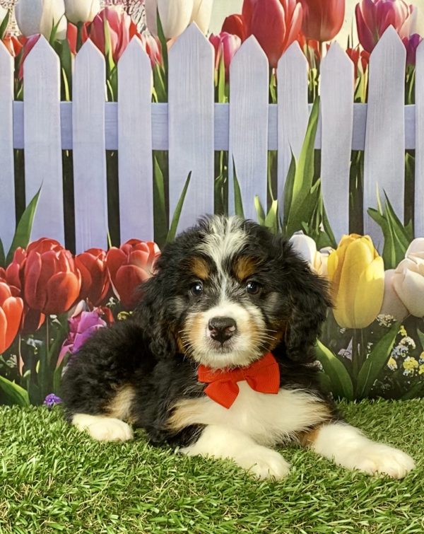 Photo of Mr. Myron the Mini-Bernedoodle puppy