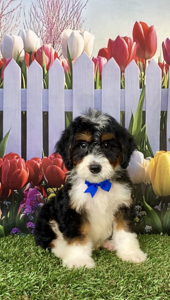 Photo of Mr. Nate the Mini-Bernedoodle puppy