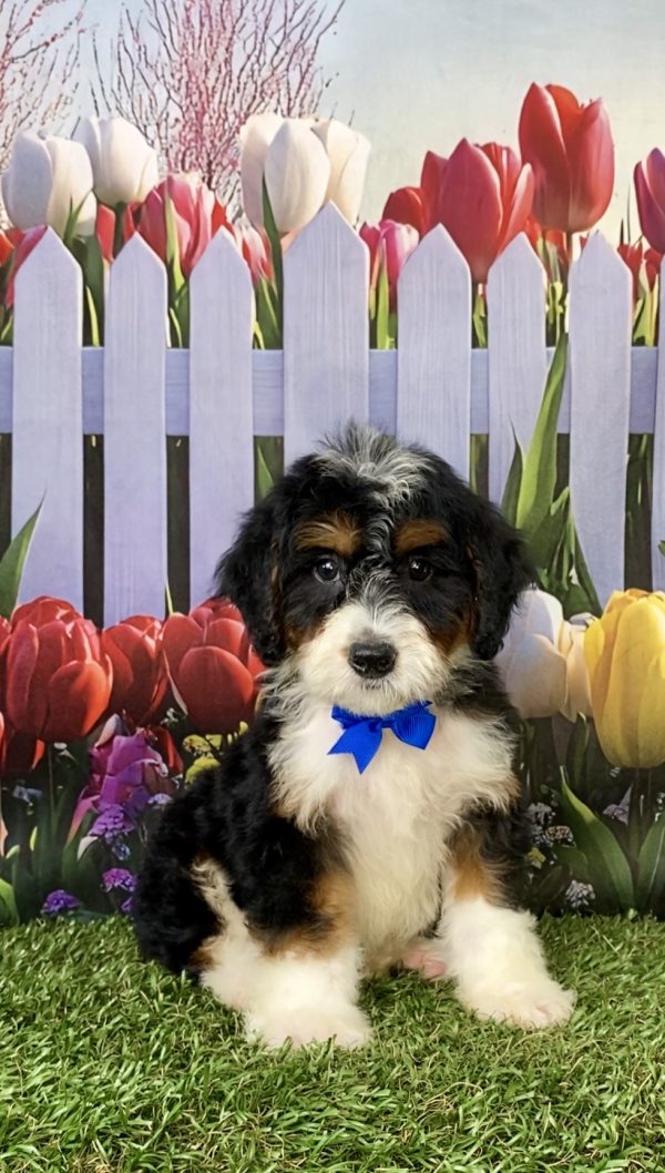 Mr. Nate the  Mini-Bernedoodle puppy