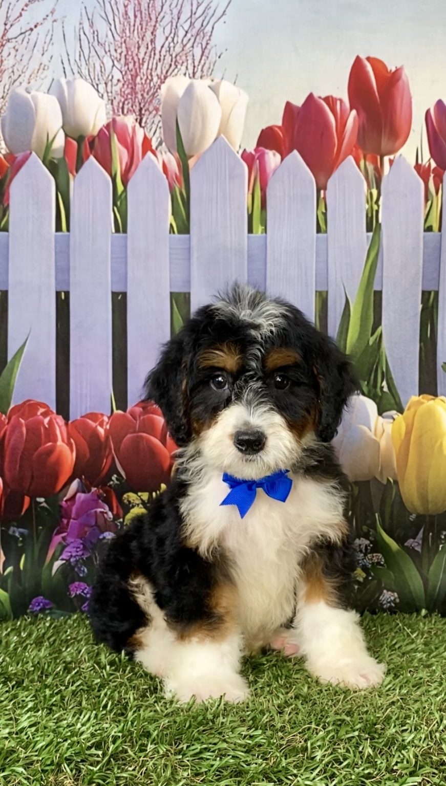 Photo of Mr. Nate the Mini-Bernedoodle puppy