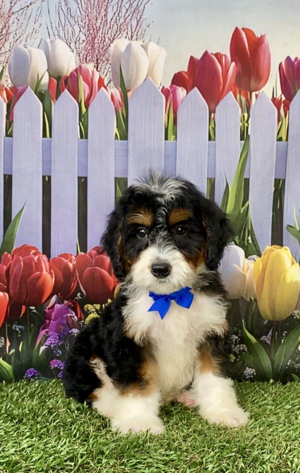Photo of Mr. Nate the Mini-Bernedoodle puppy