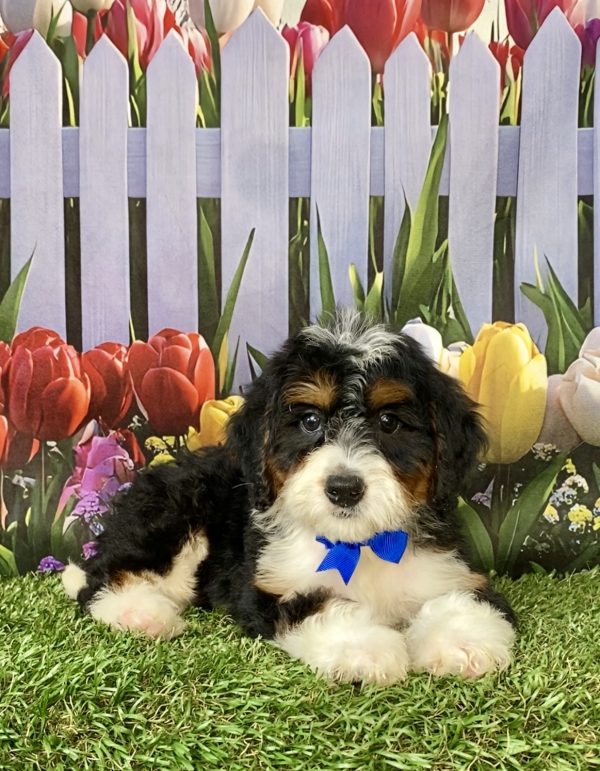 Photo of Mr. Nate the Mini-Bernedoodle puppy